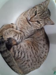 Lost Male Cat last seen Last seen near our place , Fort Worth, TX 76119