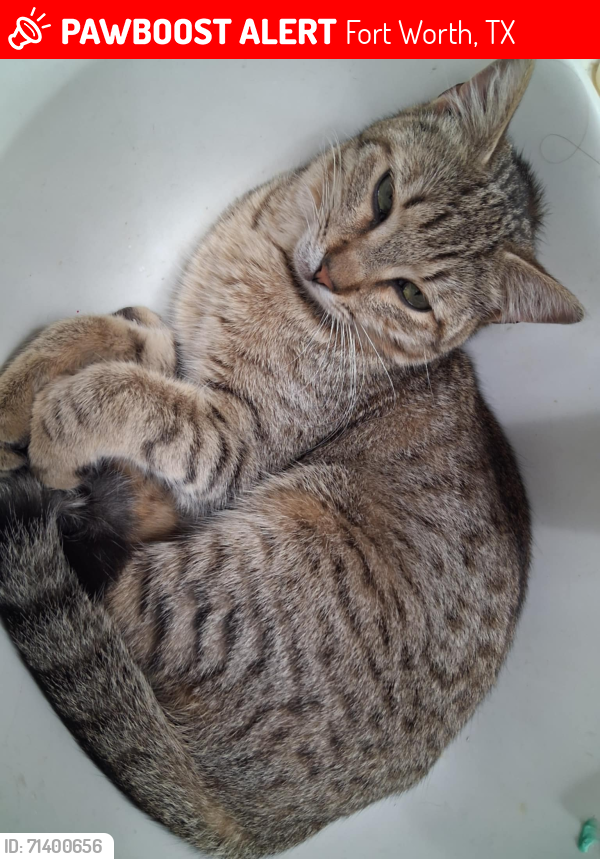 Lost Male Cat last seen Last seen near our place , Fort Worth, TX 76119