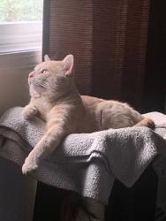 Lost Male Cat last seen Cr18 and Cr 113, Elkhart, IN 46516