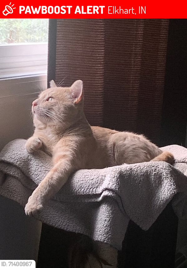 Lost Male Cat last seen Cr18 and Cr 113, Elkhart, IN 46516