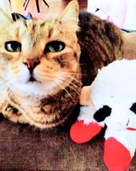 Lost Female Cat last seen Water Ridge apmts Saint Johns Bluff Rd S Near Corner Stone Academy, Jacksonville, FL 32246