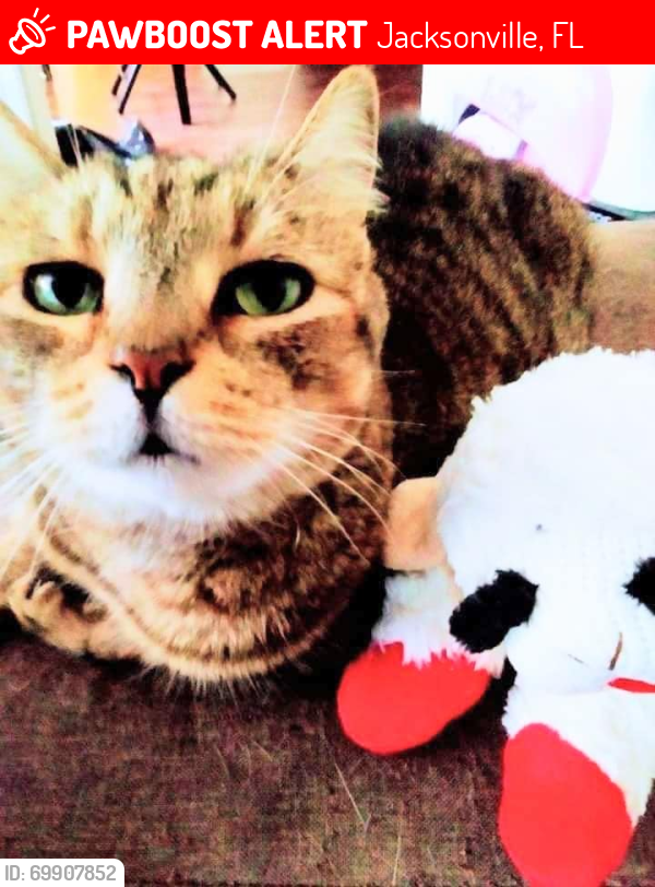 Lost Female Cat last seen Water Ridge apmts Saint Johns Bluff Rd S Near Corner Stone Academy, Jacksonville, FL 32246
