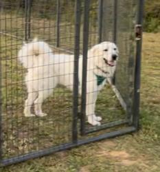 Lost Male Dog last seen Hwy 63, Goodwater, AL 35072