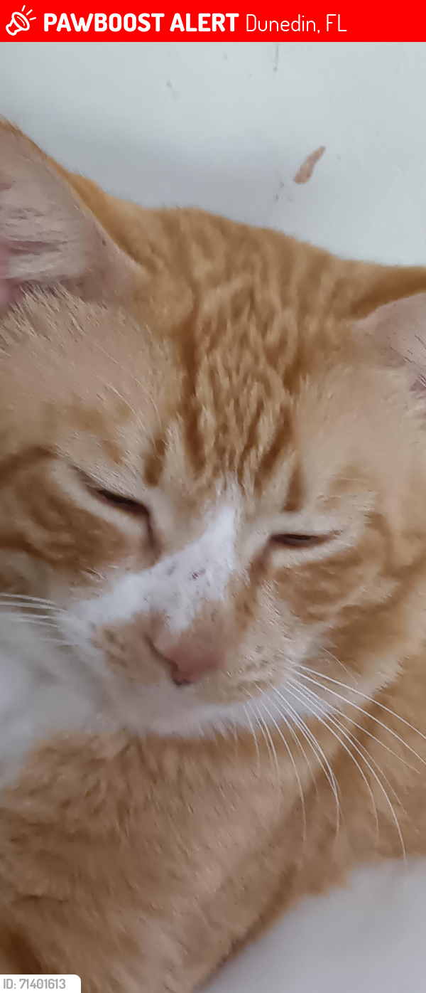 Lost Male Cat last seen Dunnedin Lane east, Dunedin, FL 34698