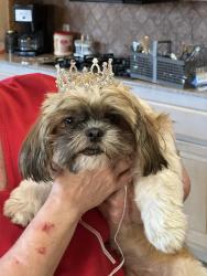 Lost Female Dog last seen Near Indian Rd, Gore, OK By Dollar General Stone Mobile Home Park, Strayhorn area, Lake Tenkiller, Gore, OK 74435