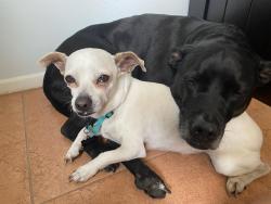Lost Male Dog last seen SEA AVE AND COCONUT, Indialantic, FL 32903