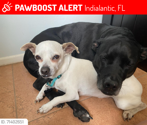 Lost Male Dog last seen SEA AVE AND COCONUT, Indialantic, FL 32903
