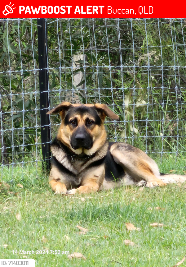 Lost Male Dog last seen Luke Rd Buccan , Buccan, QLD 4207