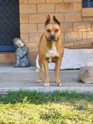 Lost Female Dog last seen Luke Rd Buccan , Buccan, QLD 4207