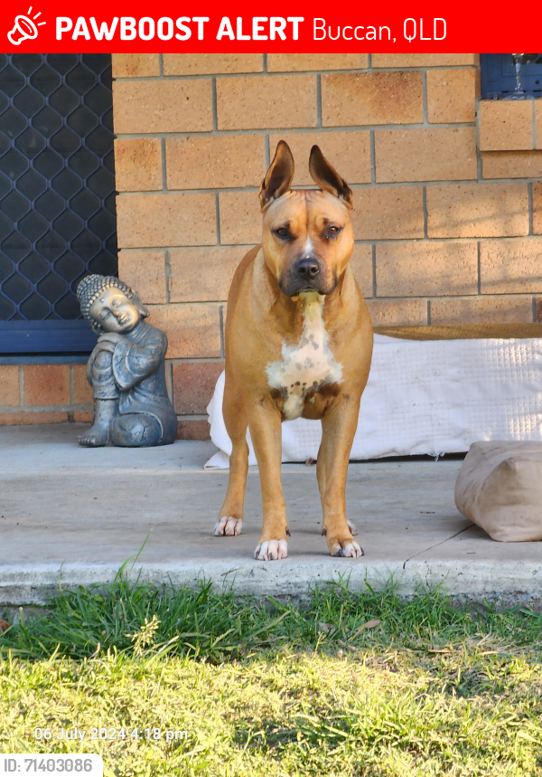 Lost Female Dog last seen Luke Rd Buccan , Buccan, QLD 4207