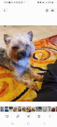 Lost Male Dog last seen Trader Joe's , Kent, WA 98030