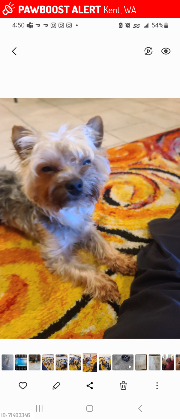 Lost Male Dog last seen Trader Joe's , Kent, WA 98030