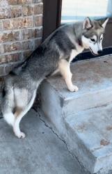 Lost Female Dog last seen 104th and S. Choctaw Rd, Newalla, OK 74857