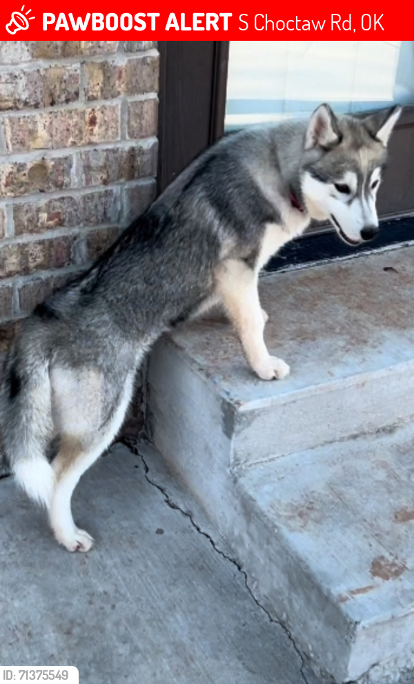 Lost Female Dog last seen 104th and S. Choctaw Rd, Newalla, OK 74857