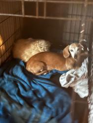 Lost Female Dog last seen Gary police station , Gary, IN 46402