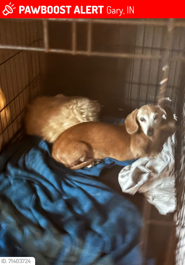 Lost Female Dog last seen Gary police station , Gary, IN 46402