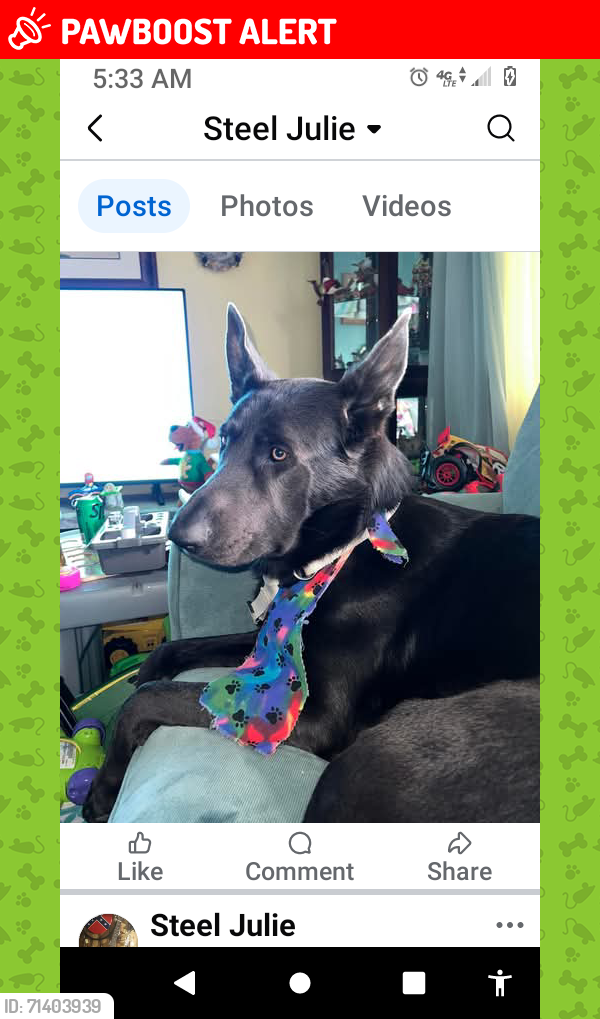 Lost Male Dog last seen Beldor hollow road,Elkton VA. .near swift run gap, Rockingham County, VA 22827