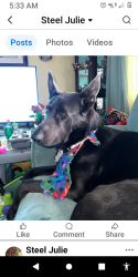 Lost Male Dog last seen Beldor hollow road,Elkton VA. .near swift run gap, Rockingham County, VA 22827