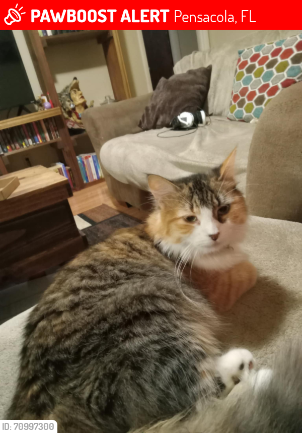 Lost Female Cat last seen Blue angel walmart, Pensacola, FL 32506