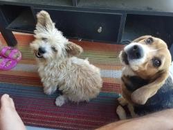 Lost Male Dog last seen Mack center parkway, Sacramento, CA 95823