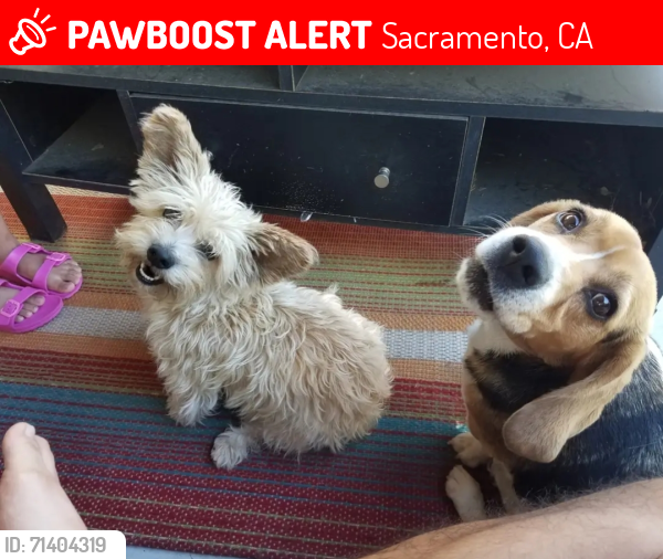 Lost Male Dog last seen Mack center parkway, Sacramento, CA 95823
