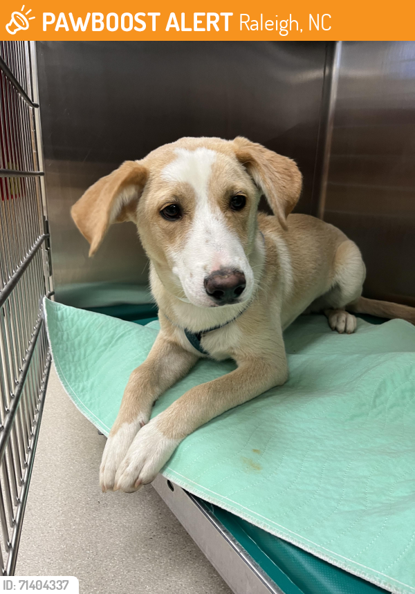 Found/Stray Male Dog last seen Near floretta pl, Raleigh, NC 27606