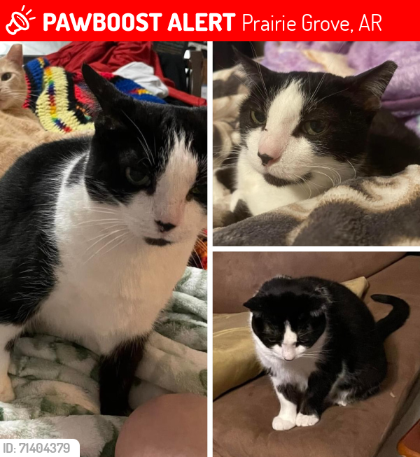 Lost Female Cat last seen Highway 62, Prairie Grove, AR 72753