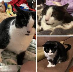 Lost Female Cat last seen Highway 62, Prairie Grove, AR 72753