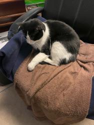 Lost Male Cat last seen Parc Argonne Forest Subdivision, Florissant, MO 63034