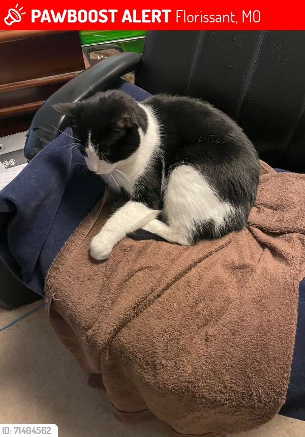 Lost Male Cat last seen Parc Argonne Forest Subdivision, Florissant, MO 63034