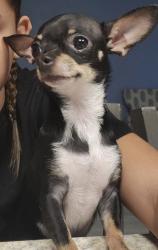 Lost Female Dog last seen Ridges Drive & Swan Lake Circle, Dundee, FL 33838