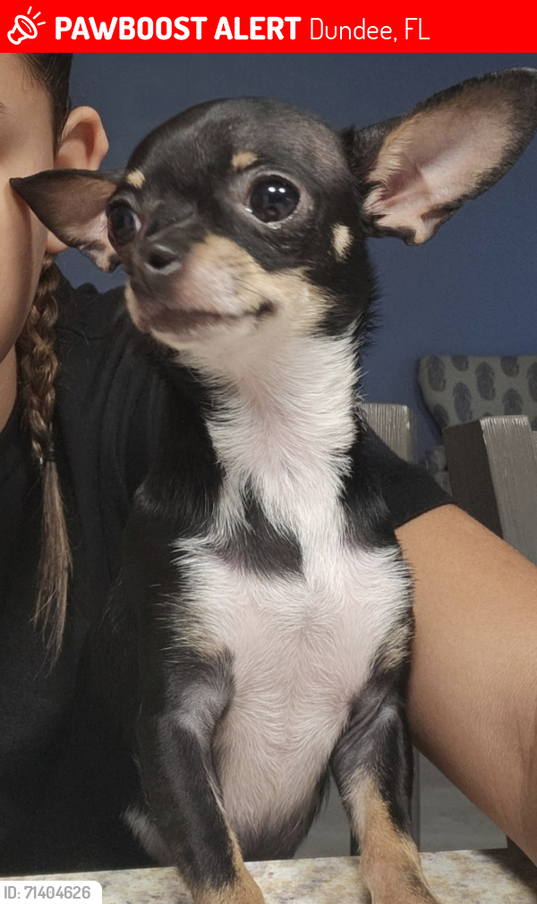 Lost Female Dog last seen Ridges Drive & Swan Lake Circle, Dundee, FL 33838
