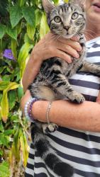 Reunited Male Cat last seen SW 10th Ave and Orange Isle, Fort Lauderdale, FL 33315