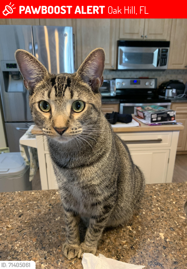Lost Male Cat last seen Indian Mound Fish Camp, Oak Hill, FL 32759