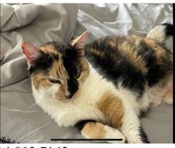 Lost Female Cat last seen Rverdell Court and Riverdell Drive, Wentzville, MO 63385