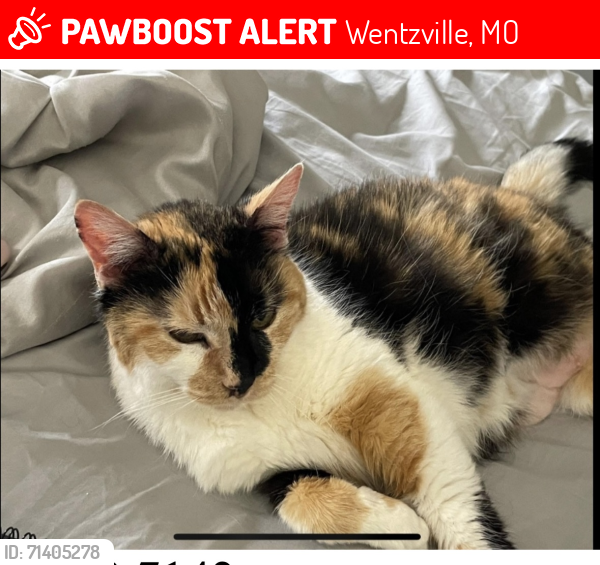Lost Female Cat last seen Rverdell Court and Riverdell Drive, Wentzville, MO 63385