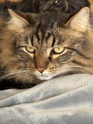 Lost Male Cat last seen Guill Road, Mt. Juliet, TN 37122