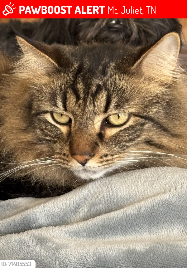 Lost Male Cat last seen Guill Road, Mt. Juliet, TN 37122