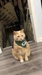 Reunited Male Cat last seen Church Street & Potter Road_ Park Colony Apartments, Des Plaines, IL 60016