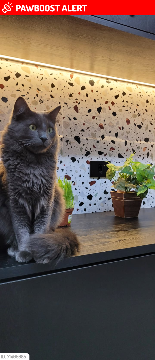 Lost Male Cat last seen Condomínio Chácara da Aldeia, São Pedro da Aldeia, RJ 