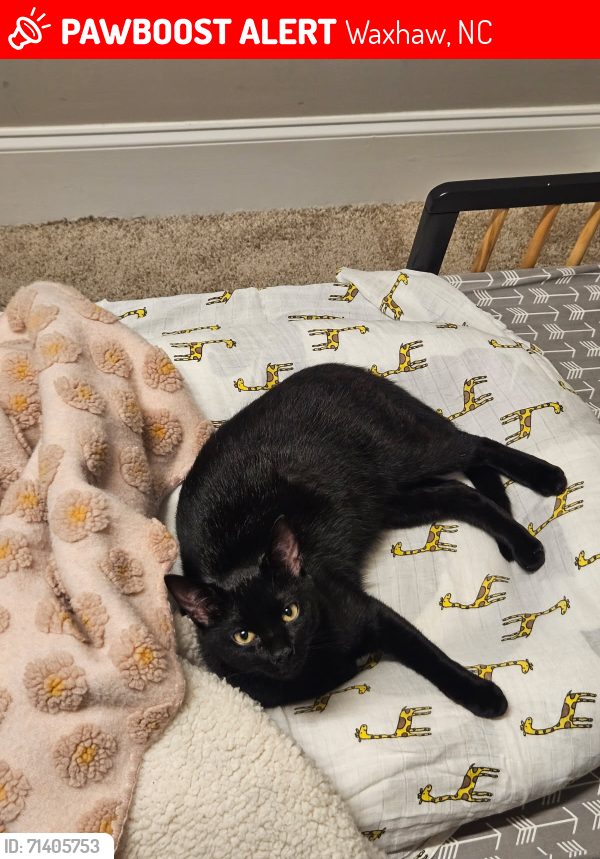 Lost Male Cat last seen McKibben St and S. Broome St, Waxhaw, NC 28173
