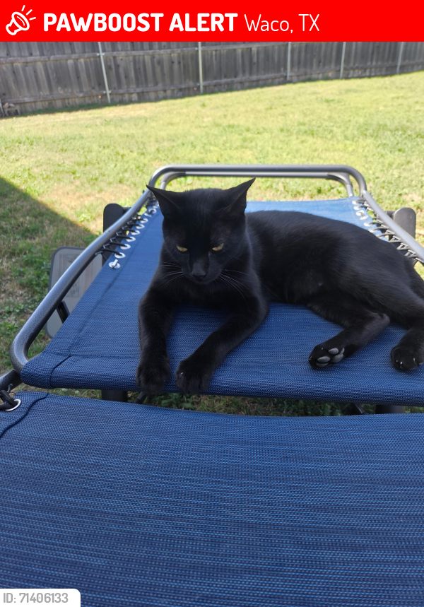 Lost Male Cat last seen Near Waco Montessori School, Waco, TX 76701