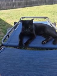 Lost Male Cat last seen Near Waco Montessori School, Waco, TX 76701