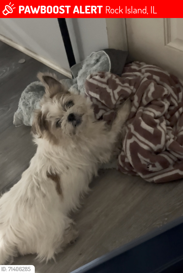 Lost Male Dog last seen Near 5 1/2 Avenue rock island IL, Rock Island, IL 61201