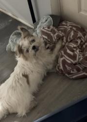 Lost Male Dog last seen Near 5 1/2 Avenue rock island IL, Rock Island, IL 61201