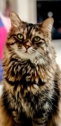 Lost Female Cat last seen Memorial and gessner , Houston, TX 77024