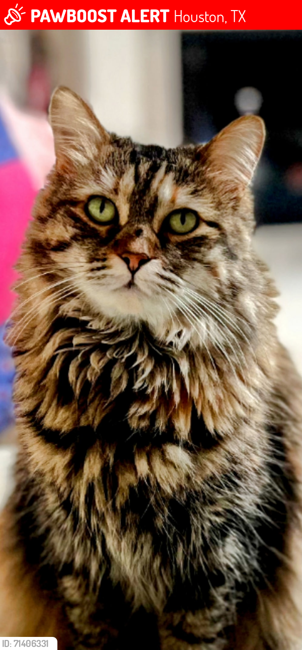 Lost Female Cat last seen Memorial and gessner, Houston, TX 77024
