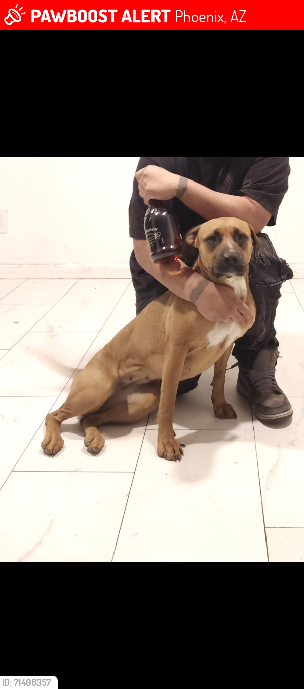 Lost Female Dog last seen Near ave Northern , Phoenix, AZ 85021