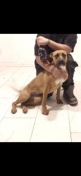 Lost Female Dog last seen Near ave Northern , Phoenix, AZ 85021