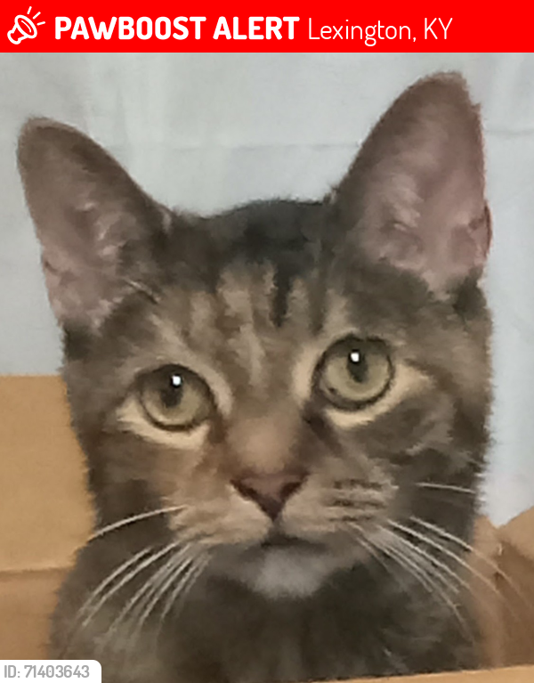 Lost Female Cat last seen Speigle Heights , Lexington, KY 40508